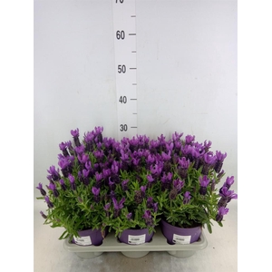 Lavandula stoec.