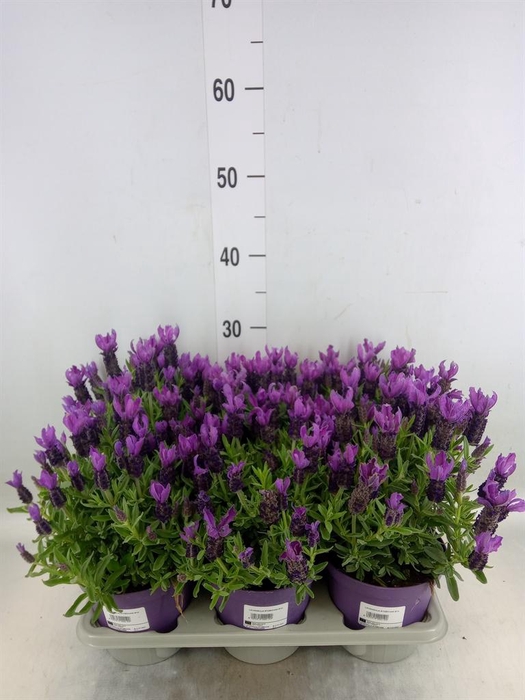 <h4>Lavandula stoec.</h4>