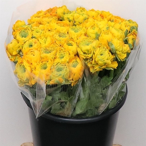 Ran Ponpon Stella Yellow Extra