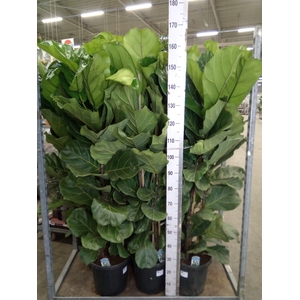 Ficus lyrata