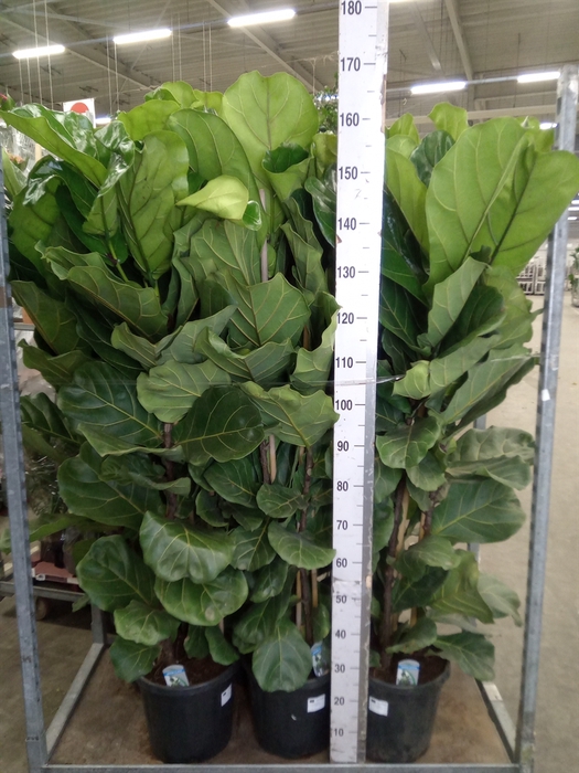 <h4>Ficus lyrata</h4>