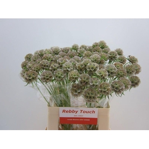 Scabiosa Stellata Zd