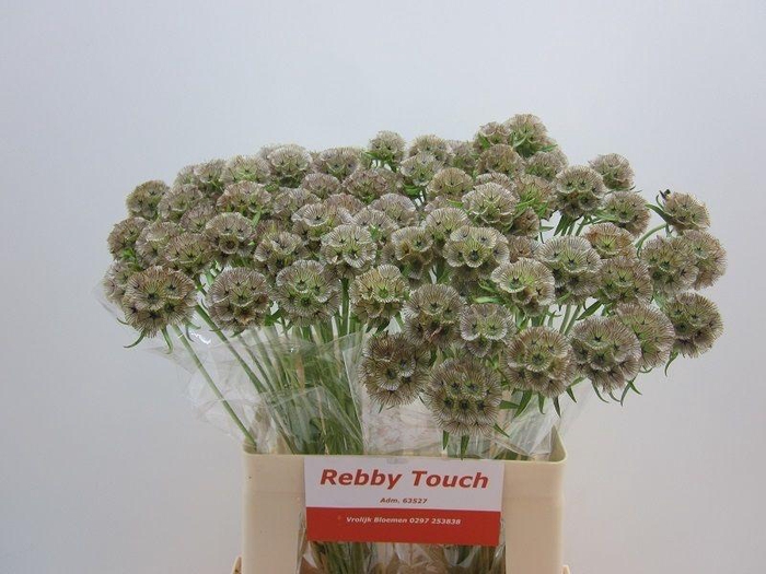 <h4>Scabiosa Stellata Zd</h4>