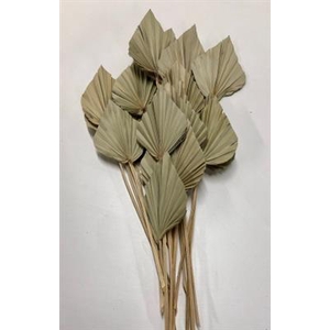 DROOG PALMSPEAR NATUREL X450 P.DS