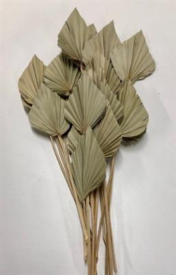 <h4>DROOG PALMSPEAR NATUREL X450 P.DS</h4>
