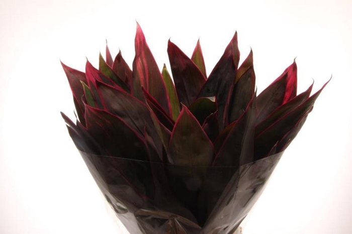 <h4>Cordyline Leaf Red Top</h4>