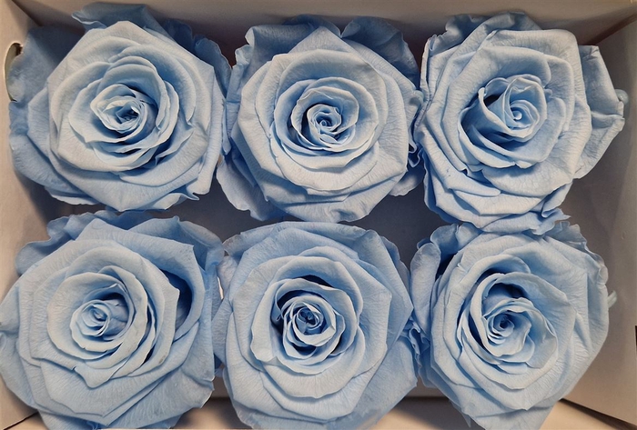 Ro Pres Classic Blue Light