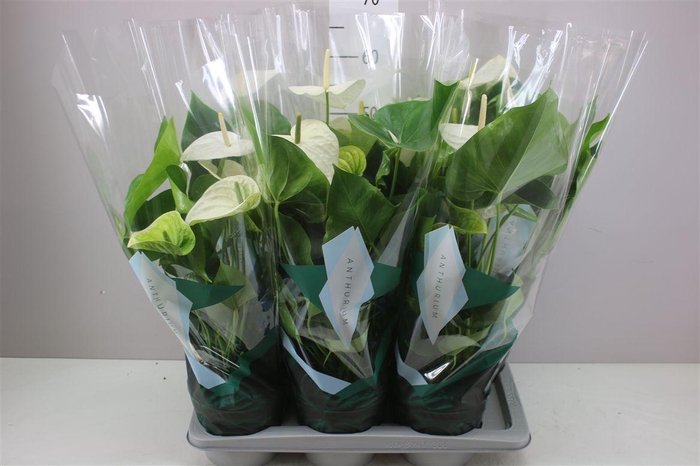 <h4>Anth An Samora A2</h4>