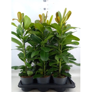 Ficus microcarpa 'Smile'