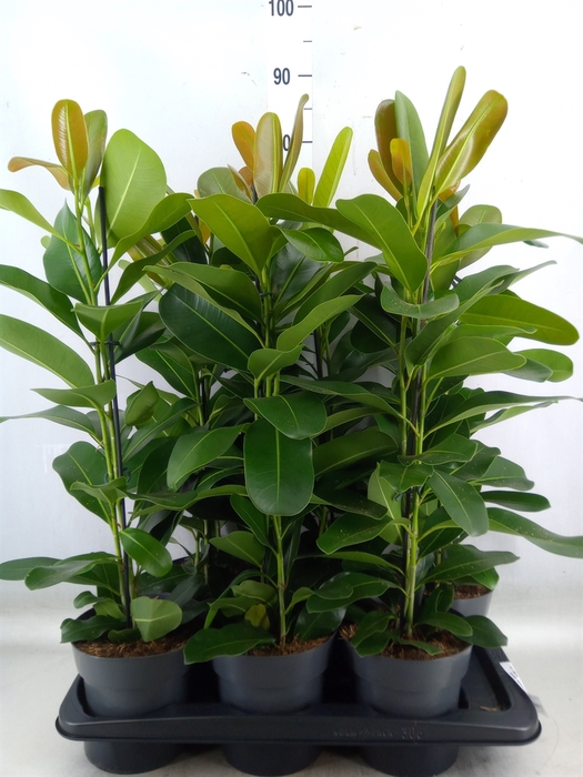 <h4>Ficus microcarpa 'Smile'</h4>