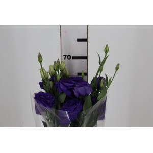 LISIANTHUS CROMA II PURPLE ROXO 070 CM