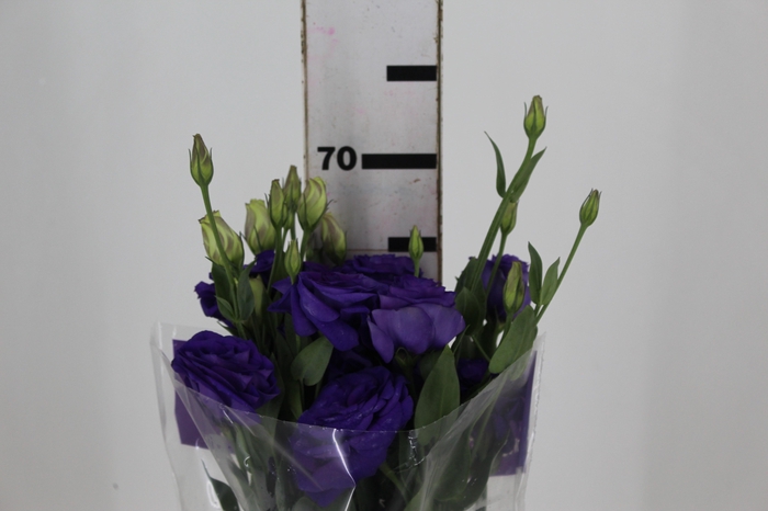 <h4>LISIANTHUS CROMA II PURPLE ROXO 070 CM</h4>