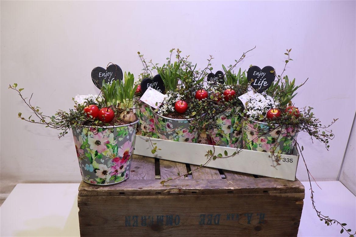 <h4>arr8 Arr Bol Knol In Zinken Pot</h4>