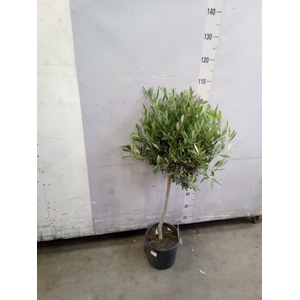 Olea europaea