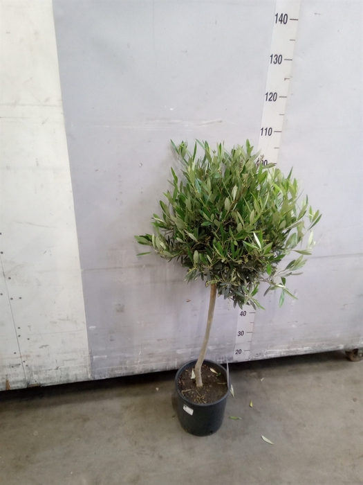 <h4>Olea europaea</h4>