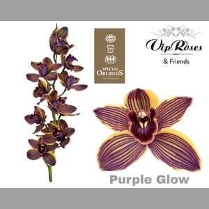 CYMB DYED PURPLE GLOW