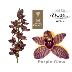 Cymb Dyed Purple Glow