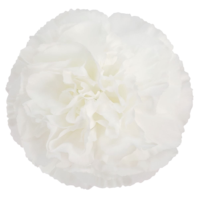 <h4>Dianthus St Polar Route</h4>