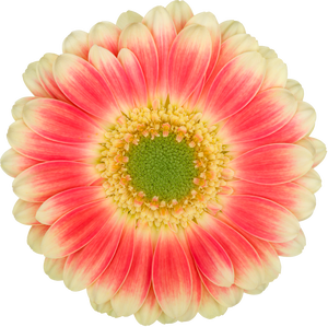 Germini Tompouce Doos