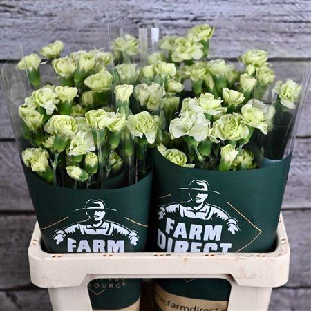 <h4>Di Tr Tuparro</h4>