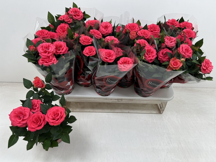 <h4>RO FAV RO PINK</h4>