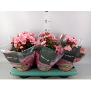 Begonia elat. DU 'Move2Joy Pink'