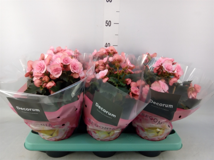 <h4>Begonia elat. DU 'Move2Joy Pink'</h4>