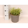 vaste planten 19 cm  Lychnis Snow Cloud