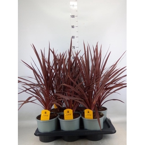 Cordyline austr. 'Red Star'