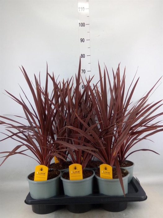 <h4>Cordyline austr. 'Red Star'</h4>