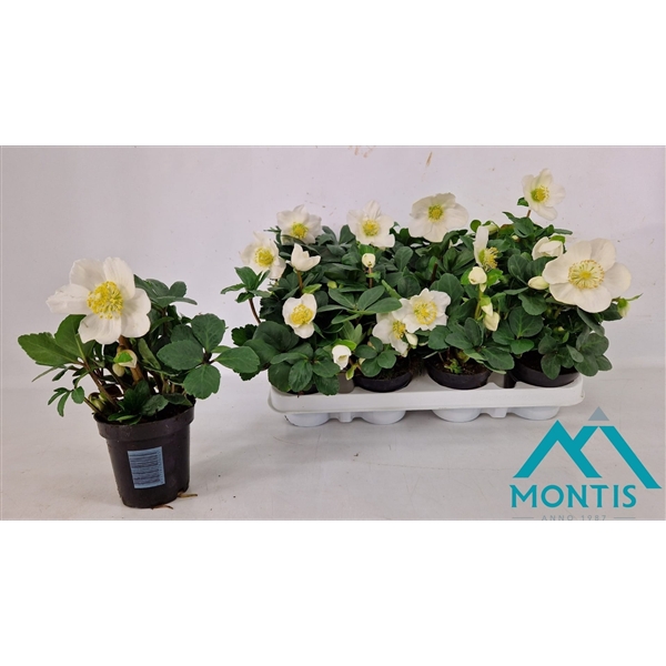 <h4>Helleborus Christmas Carol 9 cm Large</h4>