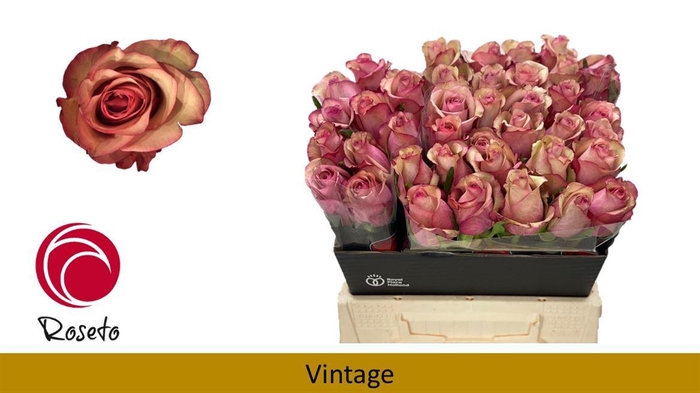 <h4>R Gr Vintage</h4>