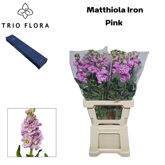 <h4>MATTH IRON PINK Box M 10</h4>