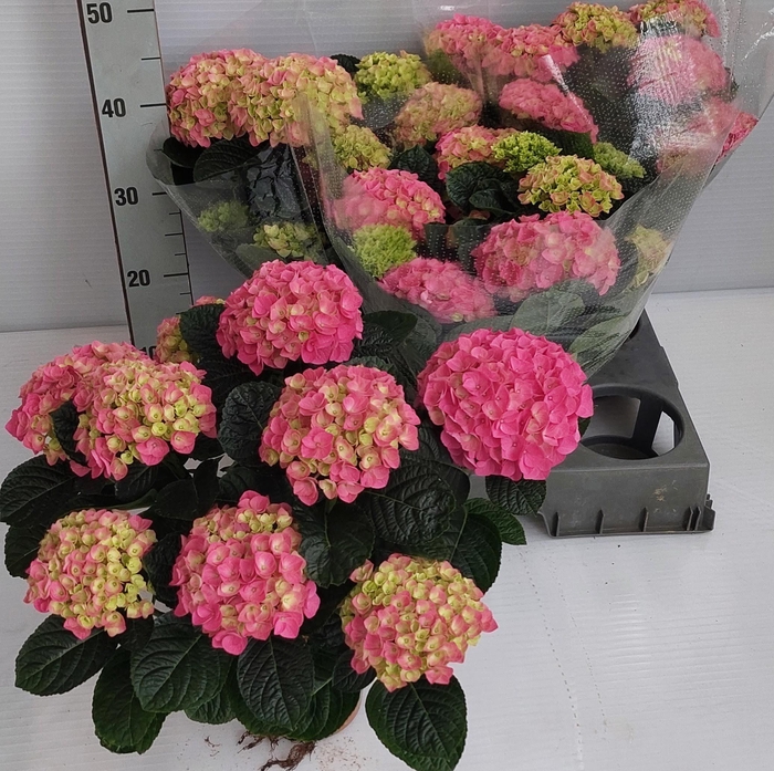 <h4>HYDR M ANDA</h4>