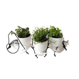 Arr.   Kamerplant Groen L%