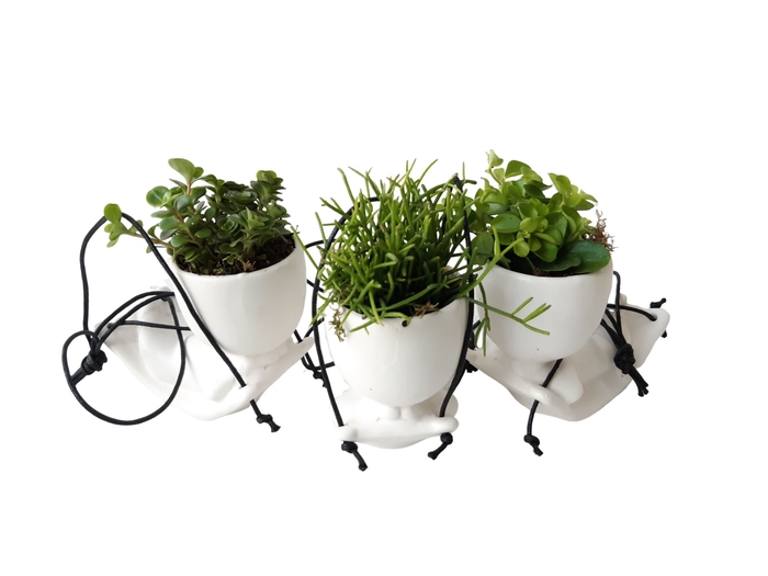 <h4>Arr.   Kamerplant Groen L%</h4>