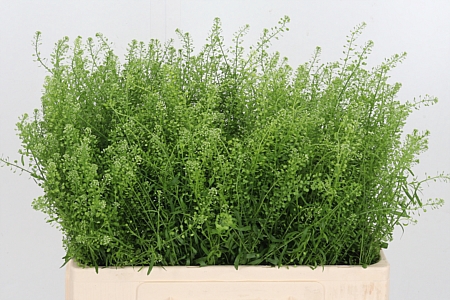 <h4>Lepidium Green Bell</h4>