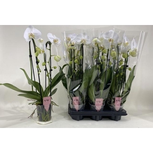 PHAL AN GLASGOW