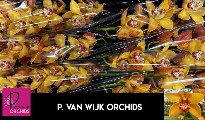 <h4>CYMB T ESTHER</h4>