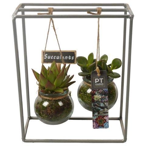 <h4>PTSU8405 Arrangement Succulenten in hangende glazen pot</h4>