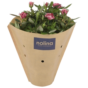 Nolina Special Roses Ø 13 cm Ganna kraft hoes