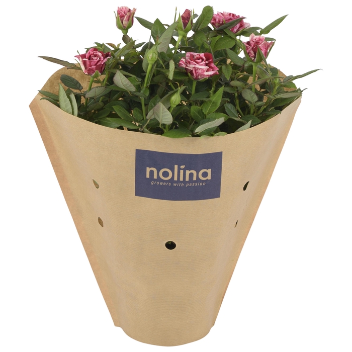 <h4>Nolina Special Roses Ø 13 cm Ganna kraft hoes</h4>