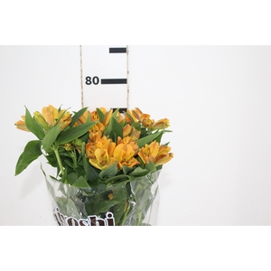 ALSTROEMERIA GYPSY 080 CM LARANJA