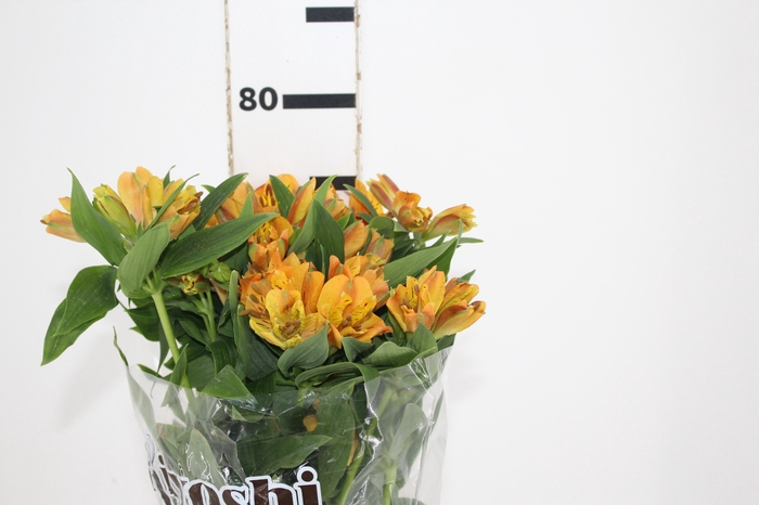 ALSTROEMERIA GYPSY 080 CM LARANJA