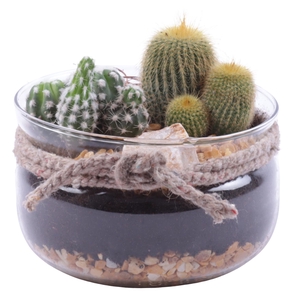 Yearround Arr. Cactus Glass Bowl with Rope Ø16cm 2PP