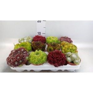 Sempervivum   ...
