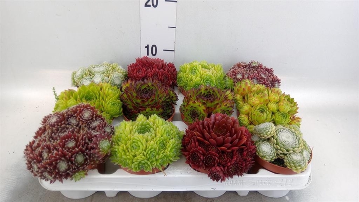 <h4>Sempervivum   ...</h4>