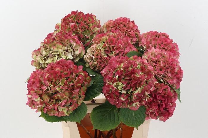 <h4>Hydr M My Vienna Cl</h4>