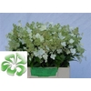 Hydrangea Pan Kyushu