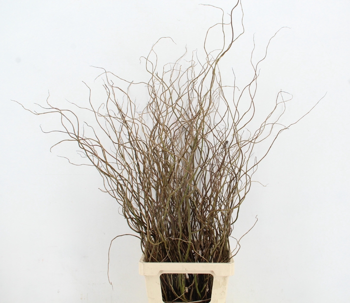 <h4>SALIX TORTUOSA 090CM</h4>